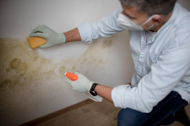 Mold Testing and Removal in Eldorado, TX