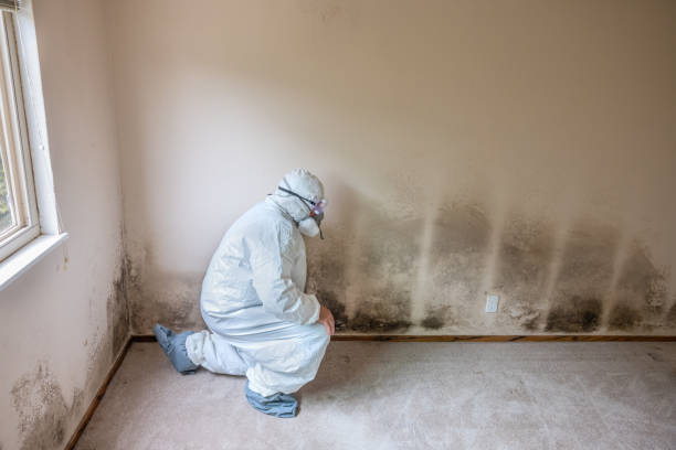 Certified Mold Removal in Eldorado, TX