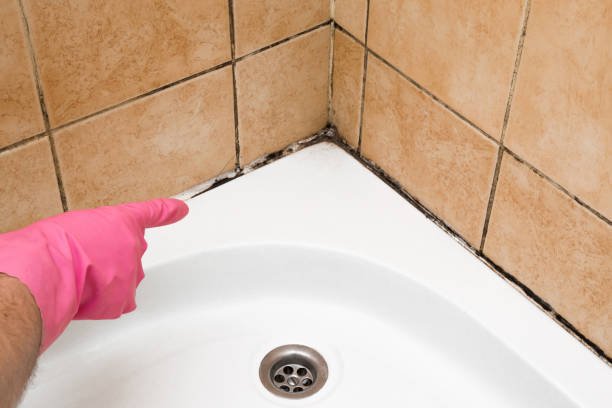 Best Fast Mold Removal  in Eldorado, TX